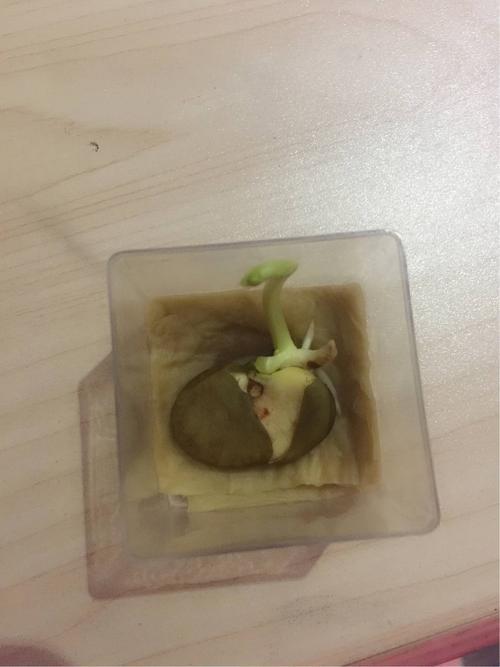 蚕豆长芽怎么办