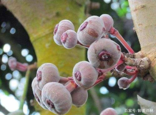 紫胶适合什么地方种植