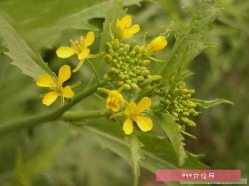 芥子树的别名，叫什么