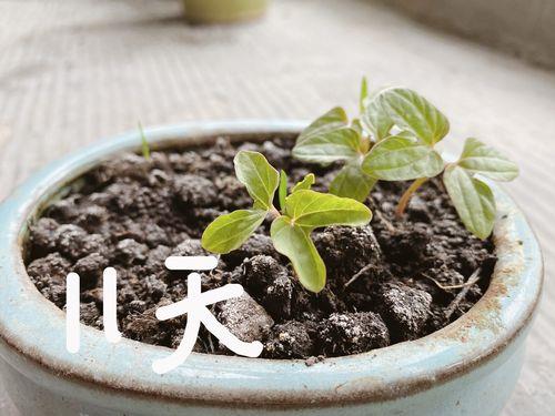 什么叫芽变