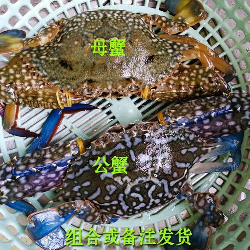 梭子蟹兰花蟹三目蟹哪个贵