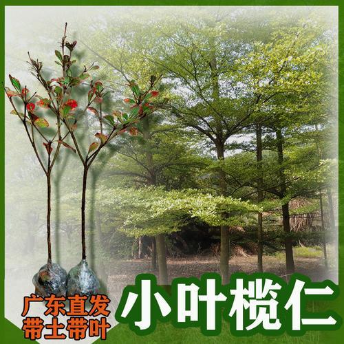 小叶榄仁适合自家庭院种吗