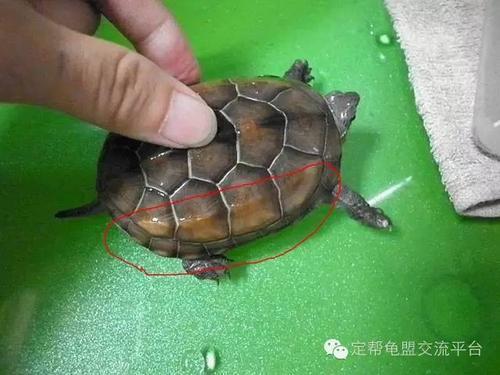 乌龟指甲断了会长好吗