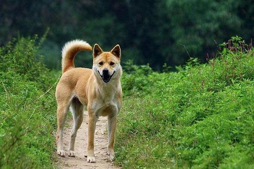 中华田园犬不吃饭不喝水怎么办