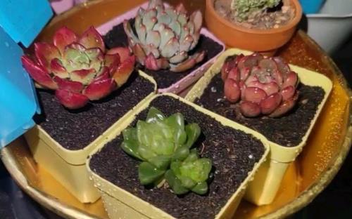 拼多多哪里买多肉最便宜