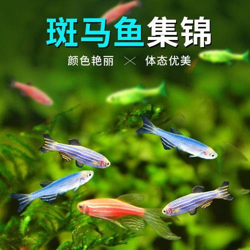 观赏鱼群游效果排名
