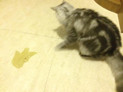 猫猫不吃东西怎么办
