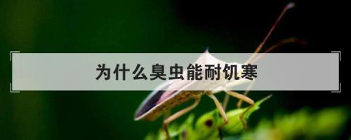 秋天臭虫为什么往屋里飞