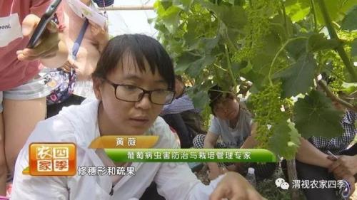 阳光玫瑰第一年苗毛腿几时剪