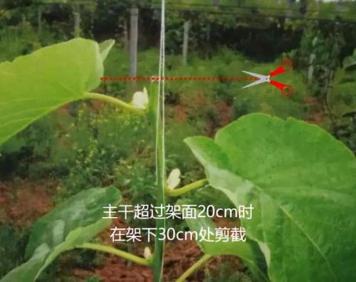 猕猴桃树枝干了可以墙插吗