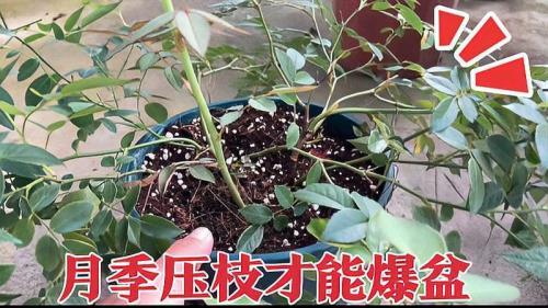 月季压枝从根部压断了搞笑说