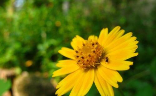 尘埃未定下一句是什么