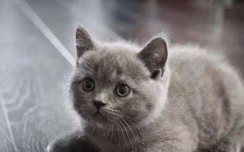 蓝猫怎么喂养长得好