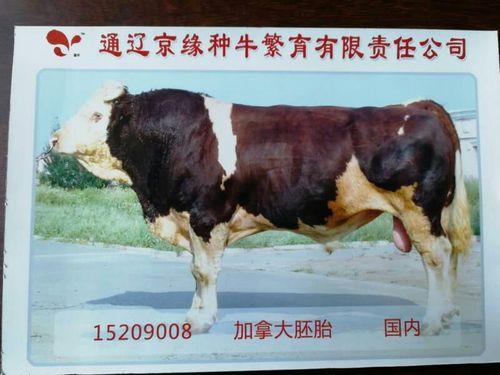 多大的种公牛牛精最好