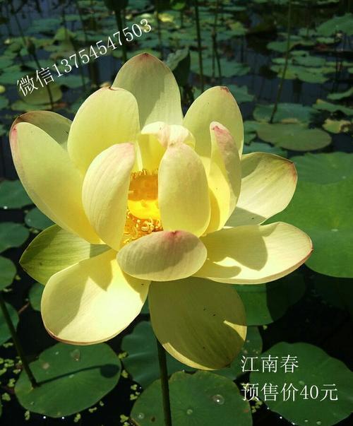 超凡脱俗的脱俗什么意思