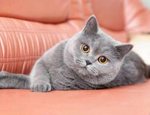 最好看的猫排行榜前十名
