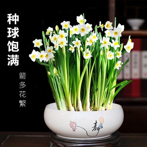 水仙的水养方法