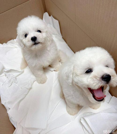 小比熊几个月开始不乱吃东西