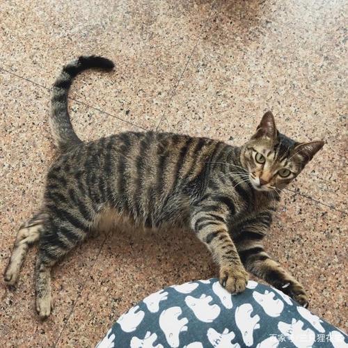 身长20厘米的狸花猫有多大