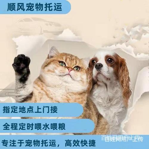 宠物能邮寄吗