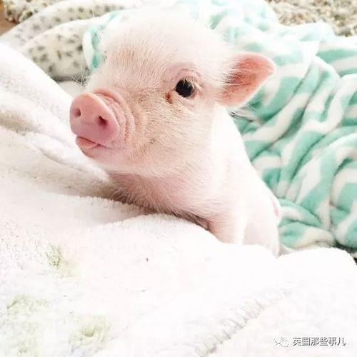 其实我是猪是什么意思