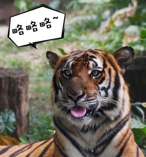 略略略略略什么意思
