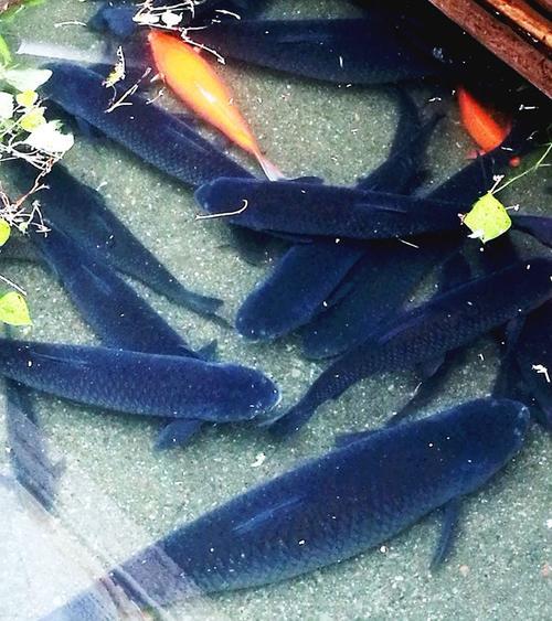 泉水能养鱼吗