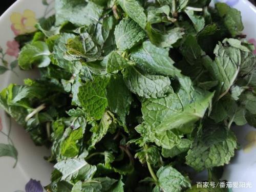 薄荷和鱼香菜怎么区分