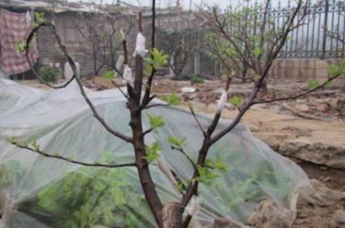 嫁接果树后下雨怎么办