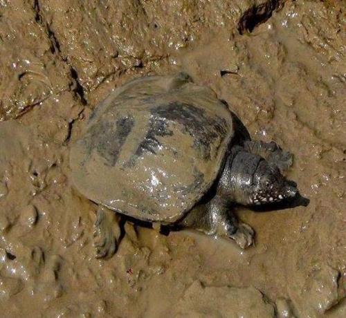 兰州悦宾楼烧三鲜做法