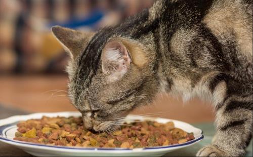 猫不吃猫粮怎么办