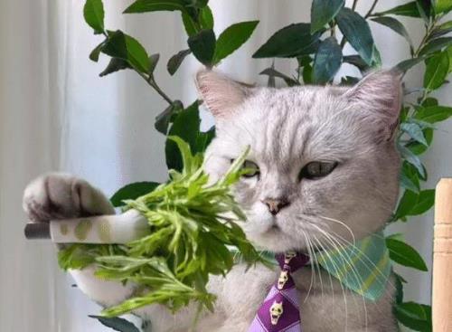 料理猫王和琪怪儿是同一只猫吗