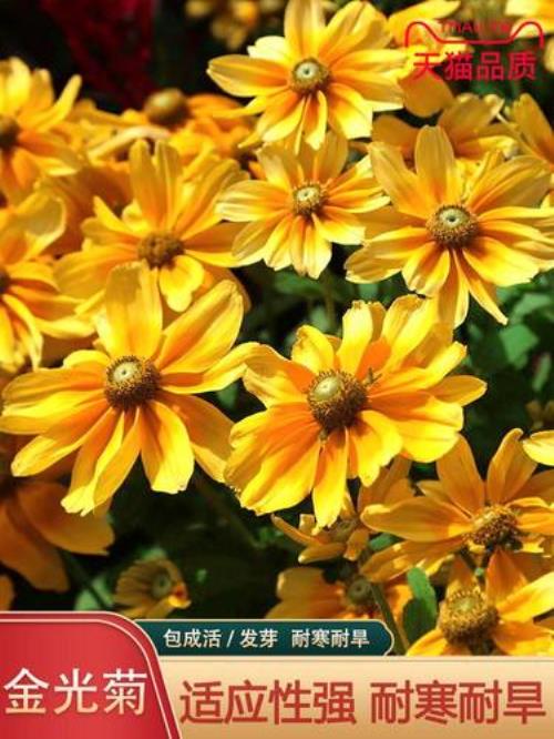 黄金菊种子采摘后怎样处理