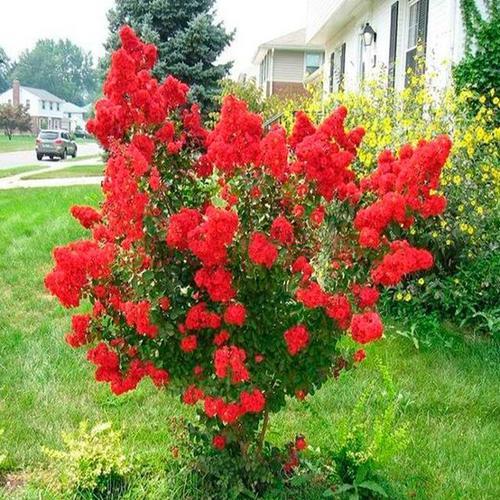 花只是花树总是树什么意思