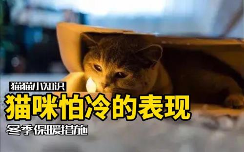 猫咪怕冷吗
