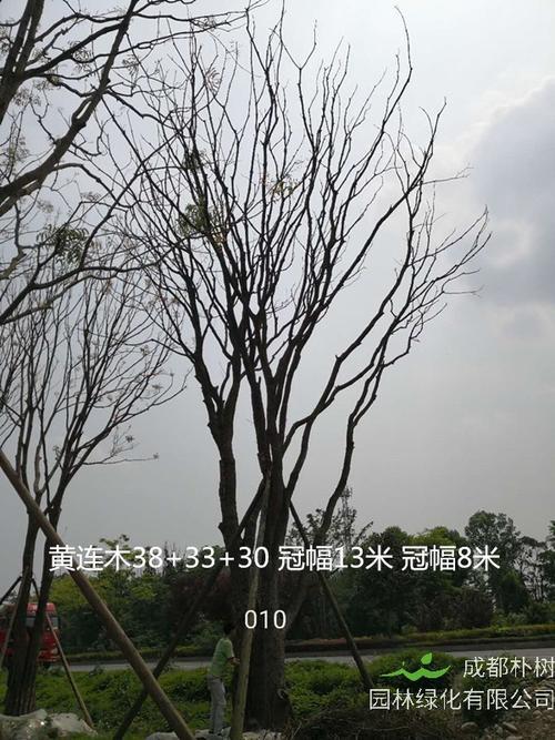 黄连木移栽应该注意什么事项