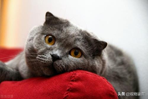 猫吃东西咯吱咯吱怎么回事