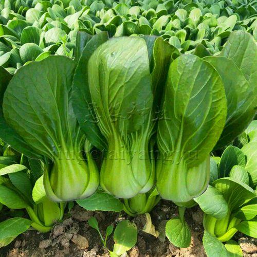银夏青菜种哪里