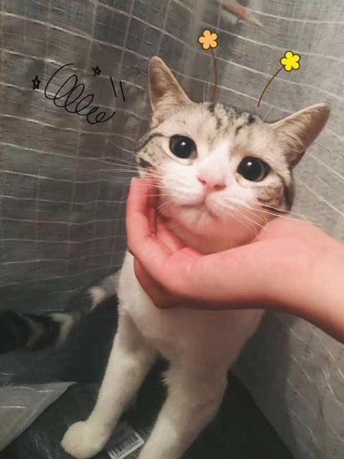 点点是什么品种的猫