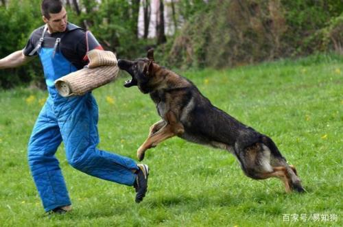 正确的训犬方法
