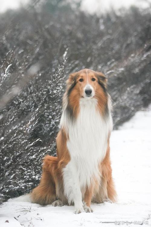 柯利犬种