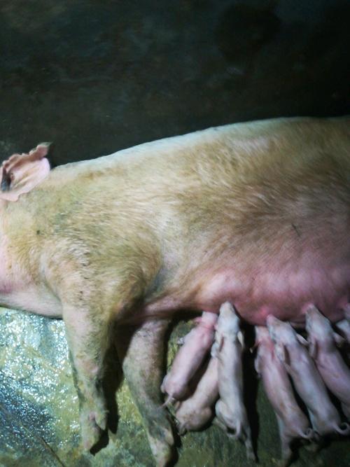 哺乳母猪的正常体温是多少