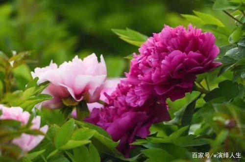洛阳牡丹甲天下下一句是什么