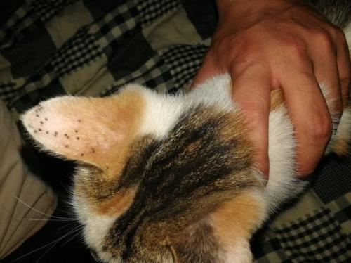 猫的耳朵流黄水什么情况啊