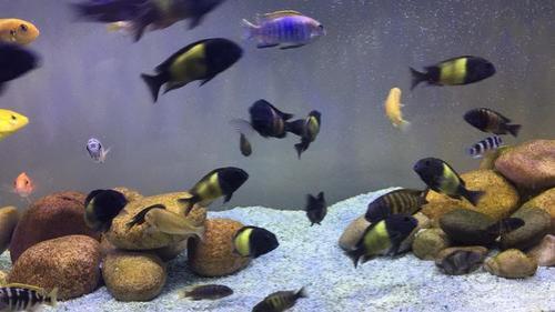 三湖慈鲷混养问题