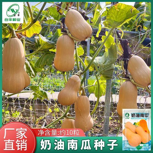懒人地爬瓜室外种植法
