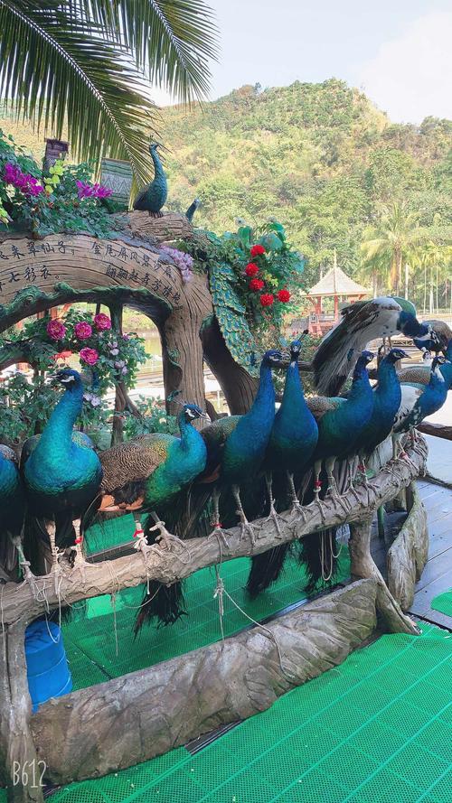 西双版纳大佛寺孔雀放飞时间