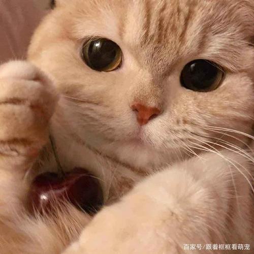 猫能吃车厘子吗