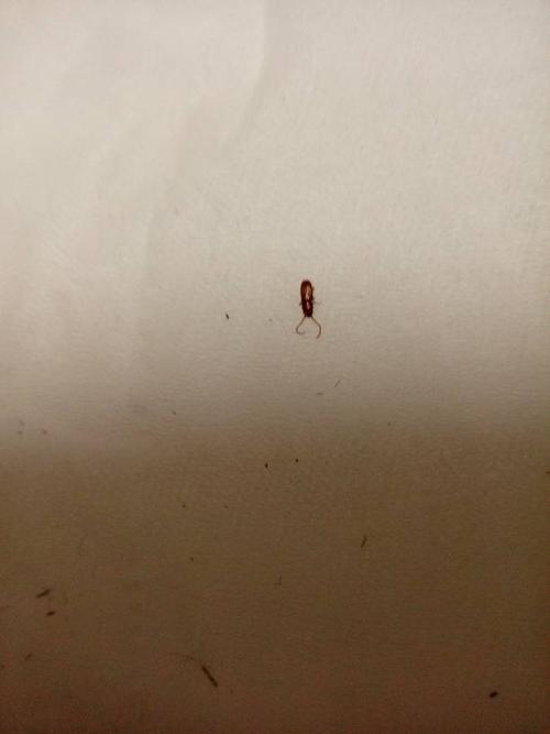 蟑螂幼虫长什么样