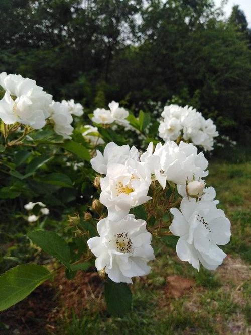 形容白月光的花